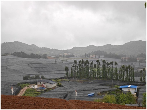 南博会首设中药材馆 云南文山中医药产业借势“出圈” 南博会首设中药材馆 云南文山中医药产业借势“出圈”