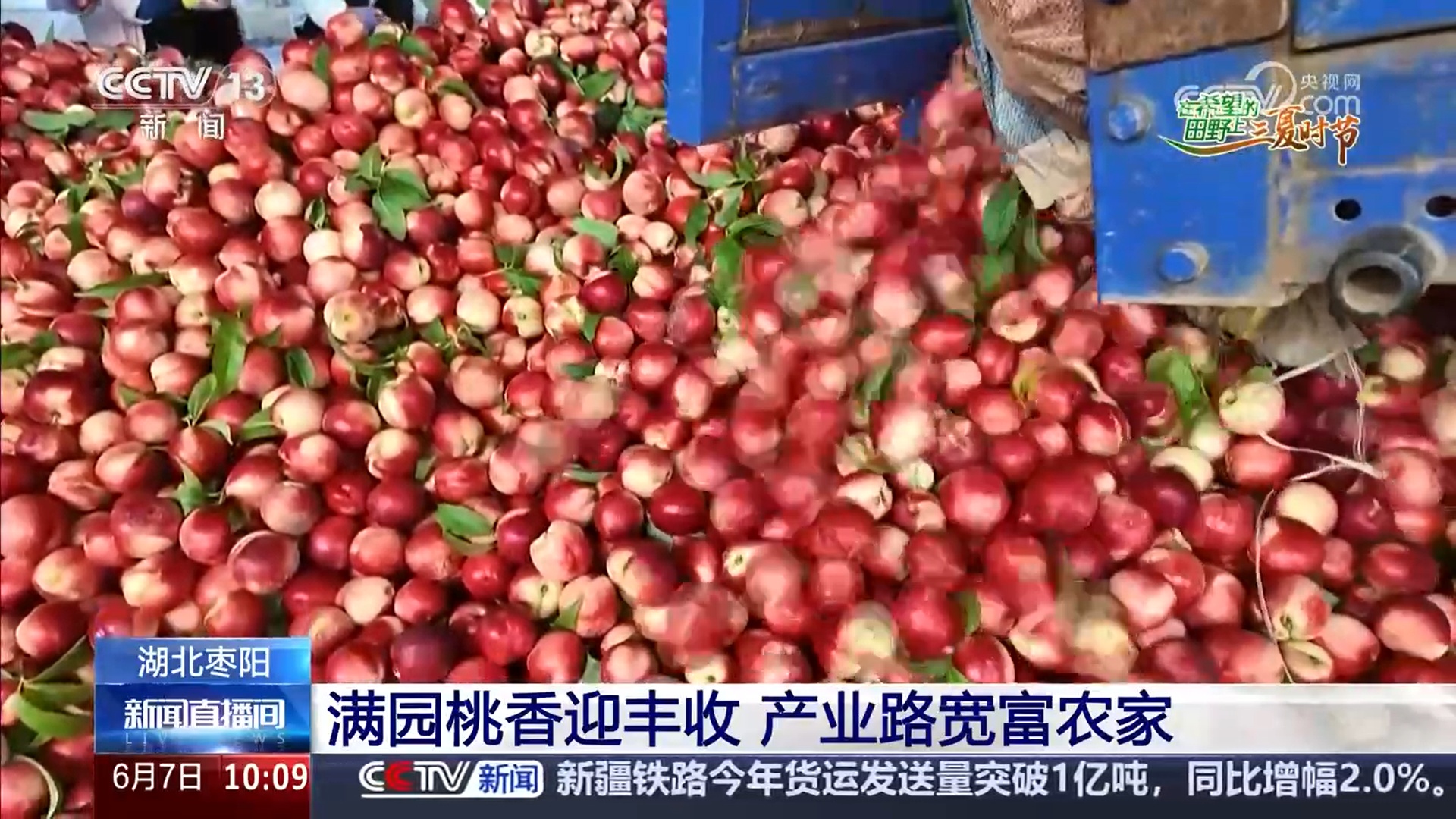 桃香满园、蓝莓压枝 麦熟时节水果也丰收 产业路宽富农家 桃香满园、蓝莓压枝 麦熟时节水果也丰收 产业路宽富农家