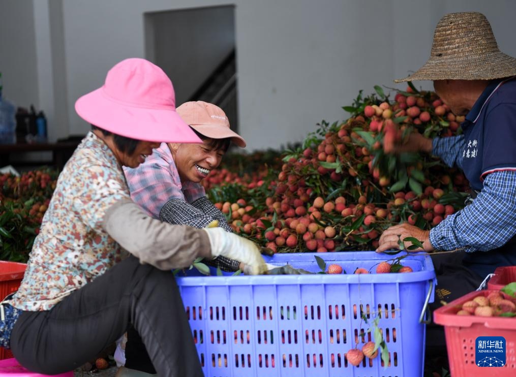 广东茂名:荔枝飘香 广东茂名:荔枝飘香