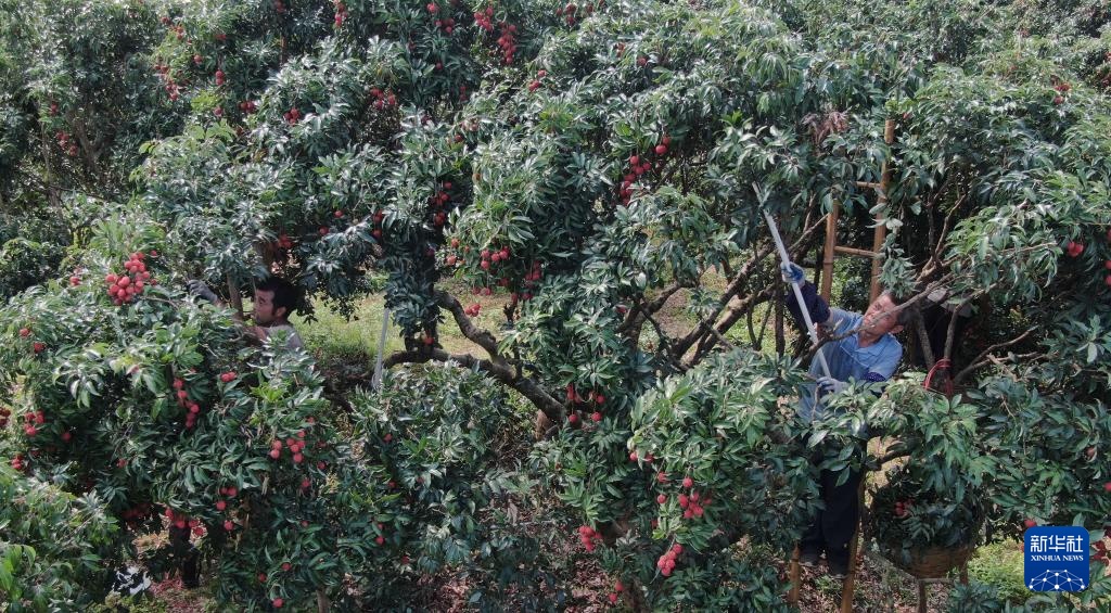 广东茂名:荔枝飘香 广东茂名:荔枝飘香