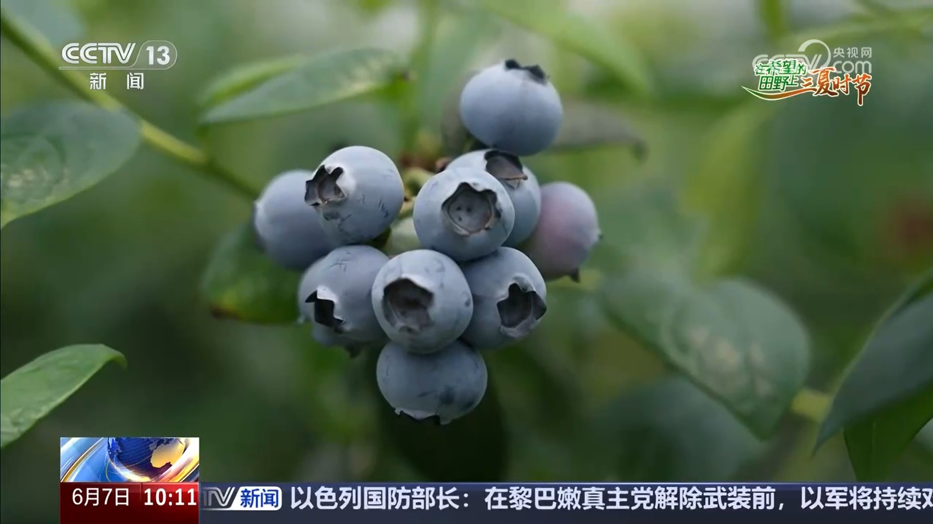 桃香满园、蓝莓压枝 麦熟时节水果也丰收 产业路宽富农家 桃香满园、蓝莓压枝 麦熟时节水果也丰收 产业路宽富农家