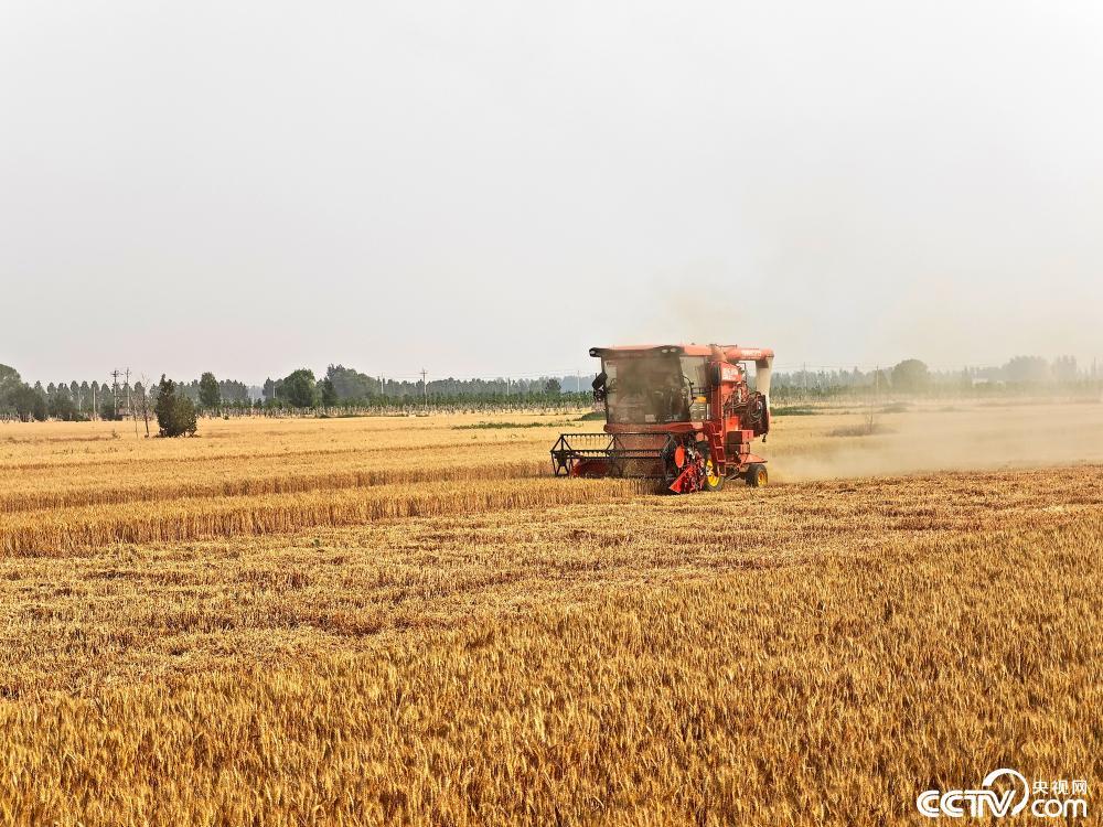 河北邯郸:麦田机器轰鸣 夏粮全面收割 河北邯郸:麦田机器轰鸣 夏粮全面收割