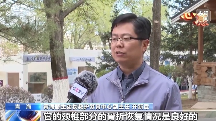 数万网友追更！“凌小蛰”体重已达40斤