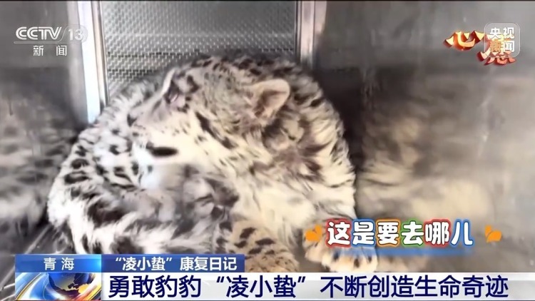 数万网友追更！“凌小蛰”体重已达40斤