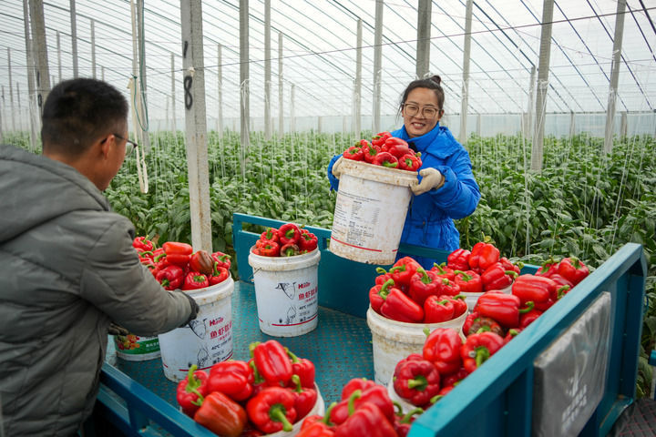 中国经济样本观察县域样本篇｜“中国蔬菜之乡”为什么是这座山东小城？