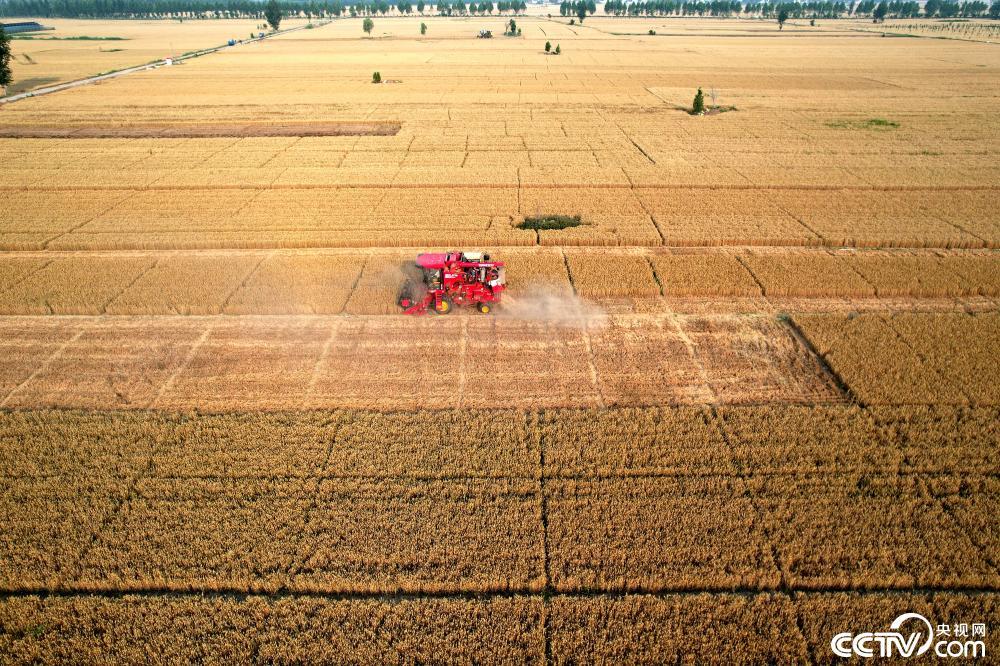 河北邯郸:麦田机器轰鸣 夏粮全面收割 河北邯郸:麦田机器轰鸣 夏粮全面收割