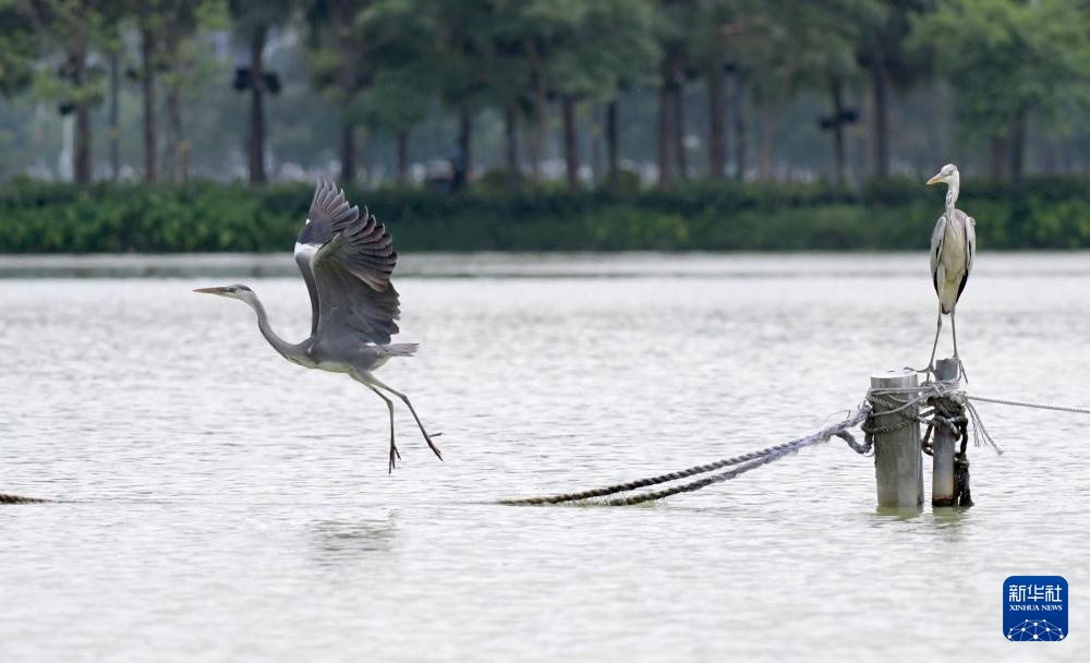 广东惠州:西湖鸟岛 百鸟欢歌 广东惠州:西湖鸟岛 百鸟欢歌