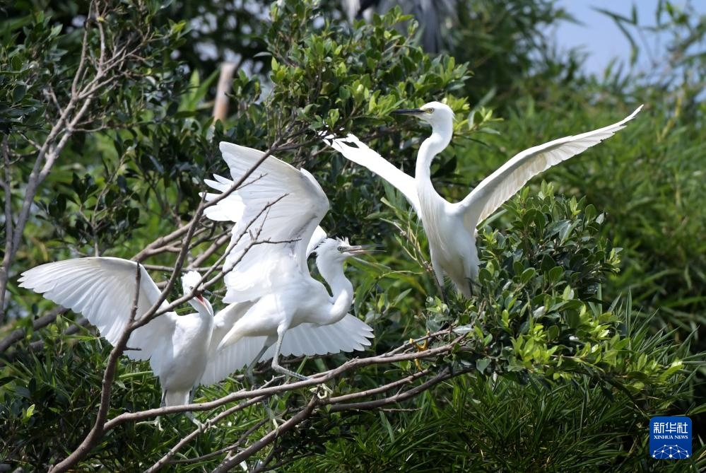 广东惠州:西湖鸟岛 百鸟欢歌 广东惠州:西湖鸟岛 百鸟欢歌