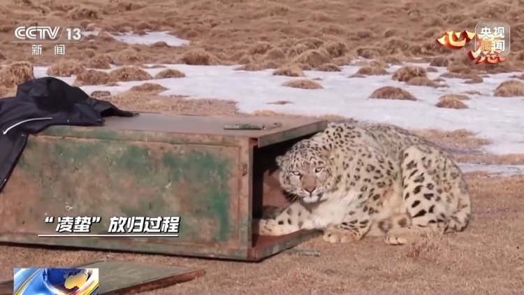数万网友追更！“凌小蛰”体重已达40斤