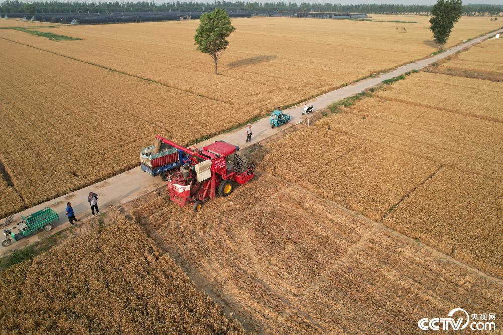 河北邯郸:麦田机器轰鸣 夏粮全面收割 河北邯郸:麦田机器轰鸣 夏粮全面收割