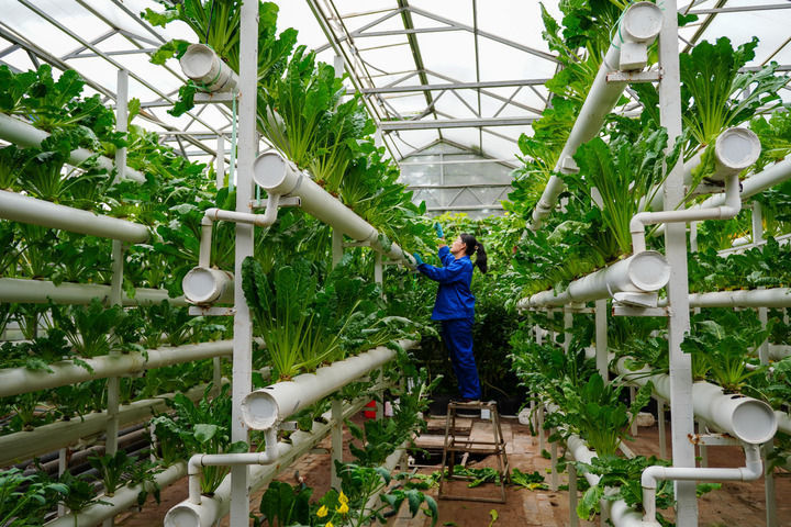 中国经济样本观察县域样本篇｜“中国蔬菜之乡”为什么是这座山东小城？