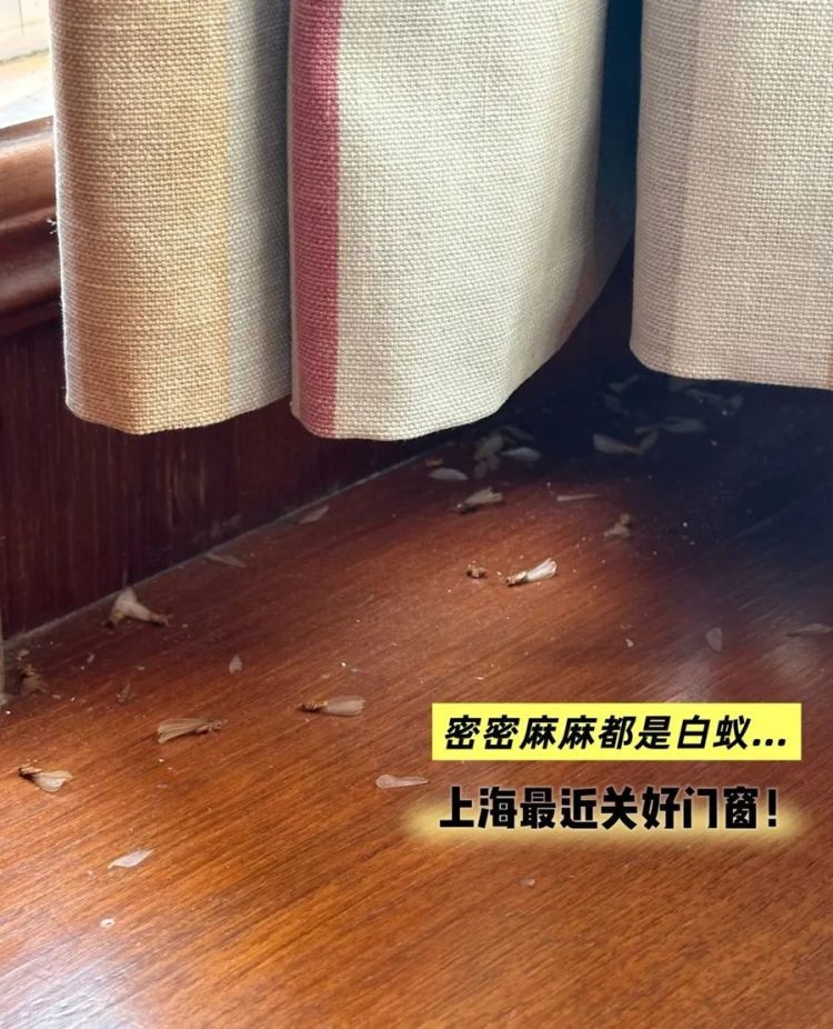密密麻麻,让人“不能呼吸”!上海昨夜白蚁大规模分飞出动,紧急提醒:千万别这样做 密密麻麻,让人“不能呼吸”!上海昨夜白蚁大规模分飞出动,紧急提醒:千万别这样做