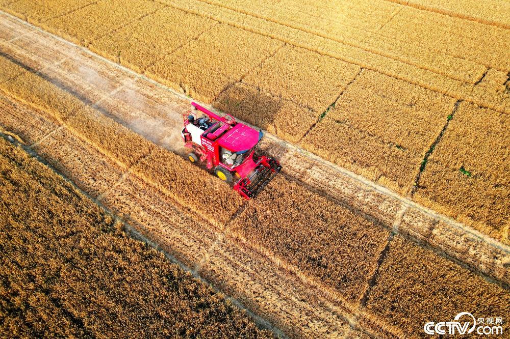 河北邯郸:麦田机器轰鸣 夏粮全面收割 河北邯郸:麦田机器轰鸣 夏粮全面收割