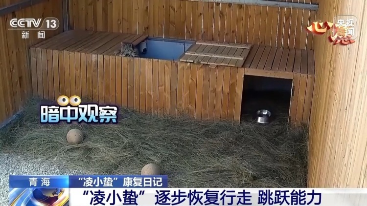 数万网友追更！“凌小蛰”体重已达40斤