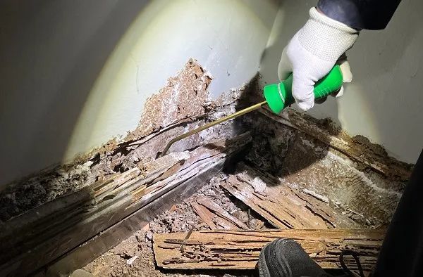 密密麻麻,让人“不能呼吸”!上海昨夜白蚁大规模分飞出动,紧急提醒:千万别这样做 密密麻麻,让人“不能呼吸”!上海昨夜白蚁大规模分飞出动,紧急提醒:千万别这样做