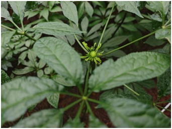 南博会首设中药材馆 云南文山中医药产业借势“出圈” 南博会首设中药材馆 云南文山中医药产业借势“出圈”