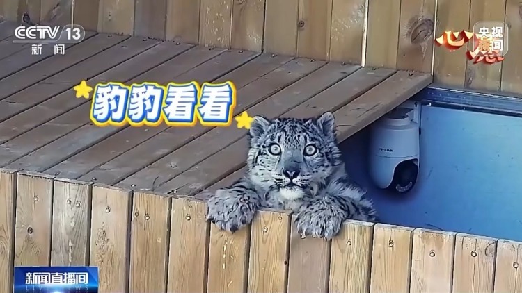 数万网友追更！“凌小蛰”体重已达40斤