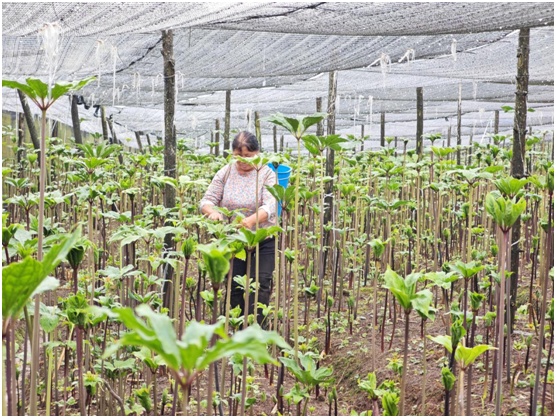 南博会首设中药材馆 云南文山中医药产业借势“出圈” 南博会首设中药材馆 云南文山中医药产业借势“出圈”