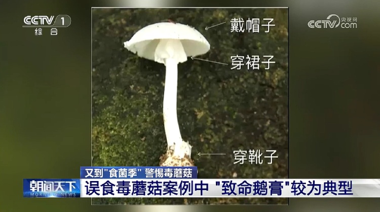 别采！别买！别吃！这些鉴别毒蘑菇的方法，不靠谱