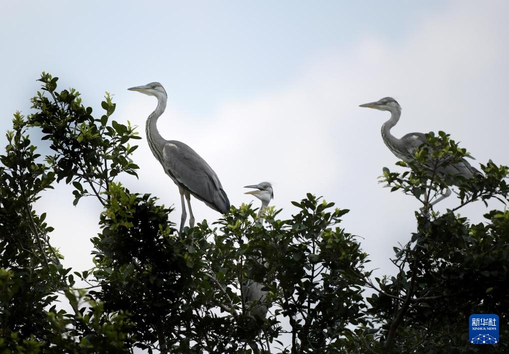 广东惠州:西湖鸟岛 百鸟欢歌 广东惠州:西湖鸟岛 百鸟欢歌