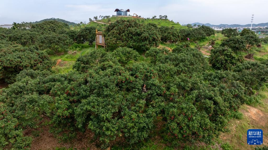 广东茂名:荔枝飘香 广东茂名:荔枝飘香