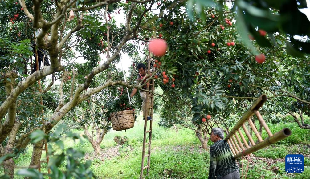 广东茂名:荔枝飘香 广东茂名:荔枝飘香