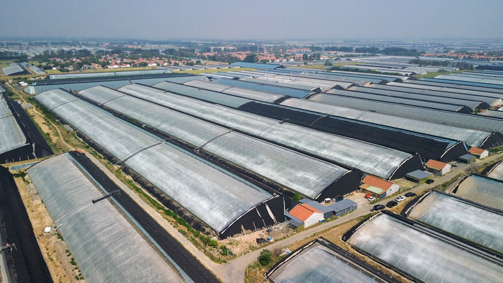 中国经济样本观察县域样本篇｜“中国蔬菜之乡”为什么是这座山东小城？