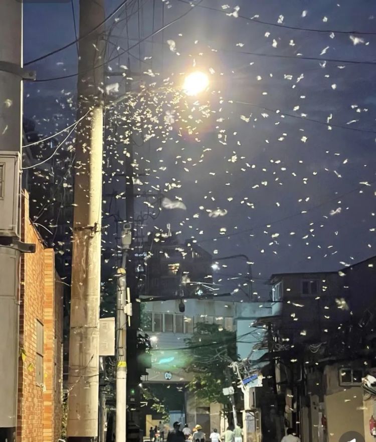 密密麻麻,让人“不能呼吸”!上海昨夜白蚁大规模分飞出动,紧急提醒:千万别这样做 密密麻麻,让人“不能呼吸”!上海昨夜白蚁大规模分飞出动,紧急提醒:千万别这样做