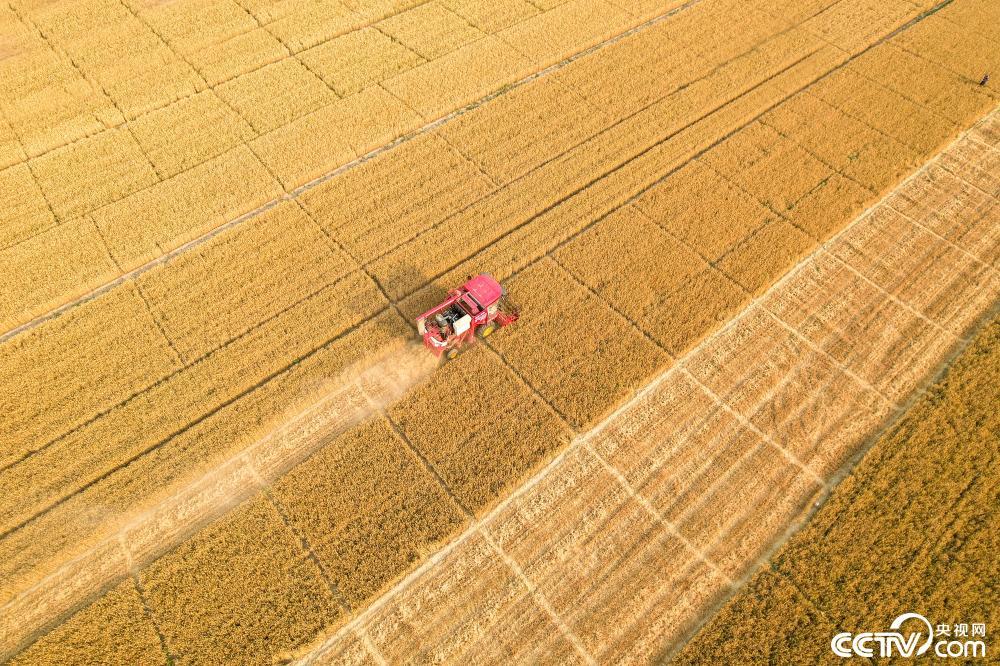 河北邯郸:麦田机器轰鸣 夏粮全面收割 河北邯郸:麦田机器轰鸣 夏粮全面收割