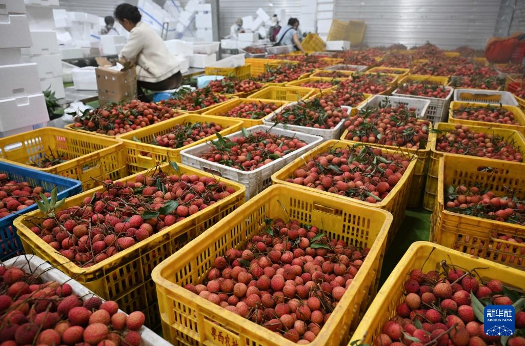 广东茂名:荔枝飘香 广东茂名:荔枝飘香
