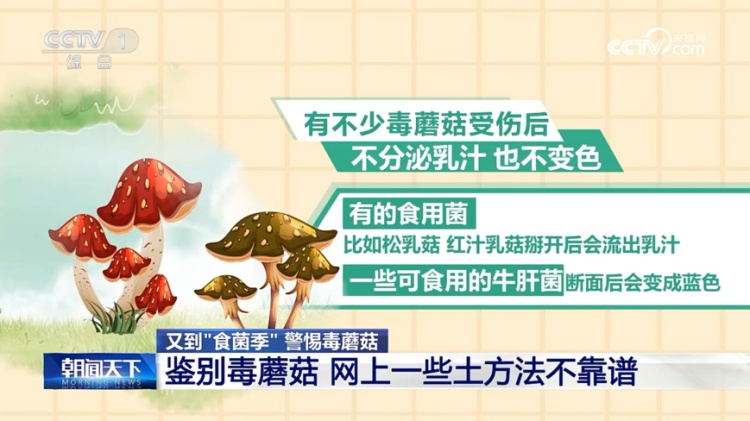 别采！别买！别吃！这些鉴别毒蘑菇的方法，不靠谱