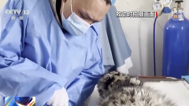 数万网友追更！“凌小蛰”体重已达40斤