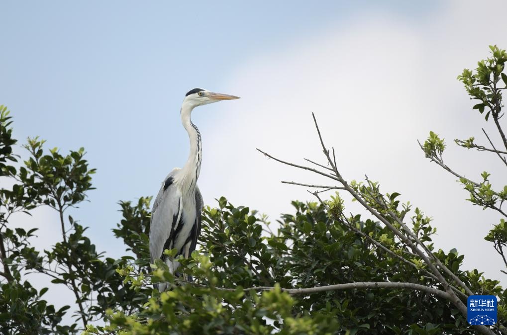 广东惠州:西湖鸟岛 百鸟欢歌 广东惠州:西湖鸟岛 百鸟欢歌
