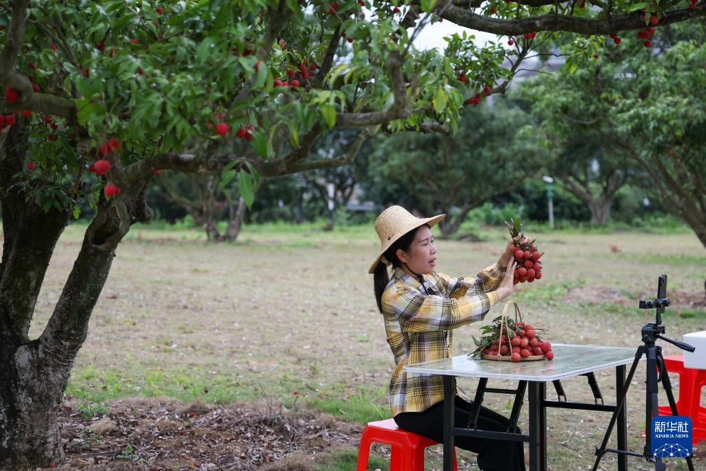 广东茂名:荔枝飘香 广东茂名:荔枝飘香