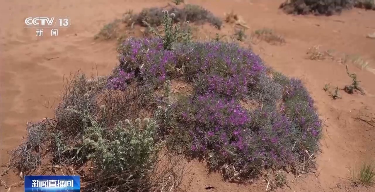 机械治沙造林比例接近50%!“三北”工程攻坚战取得新进展 机械治沙造林比例接近50%!“三北”工程攻坚战取得新进展