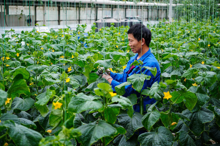 中国经济样本观察县域样本篇｜“中国蔬菜之乡”为什么是这座山东小城？