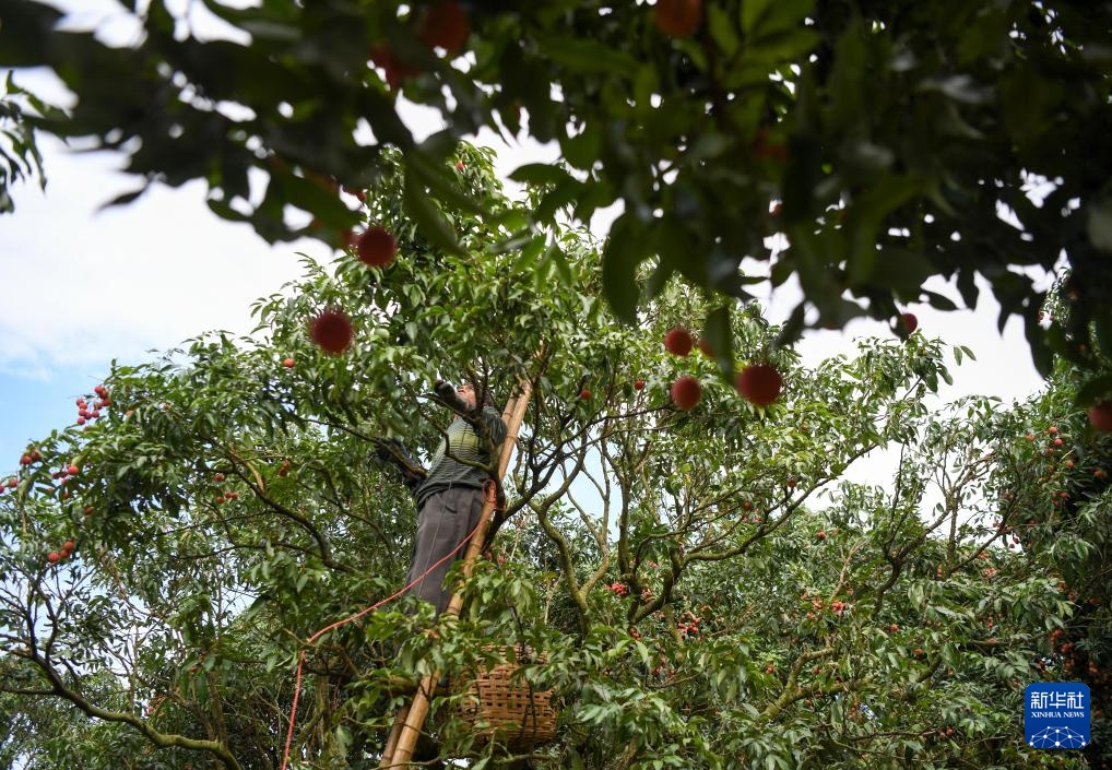 广东茂名:荔枝飘香 广东茂名:荔枝飘香