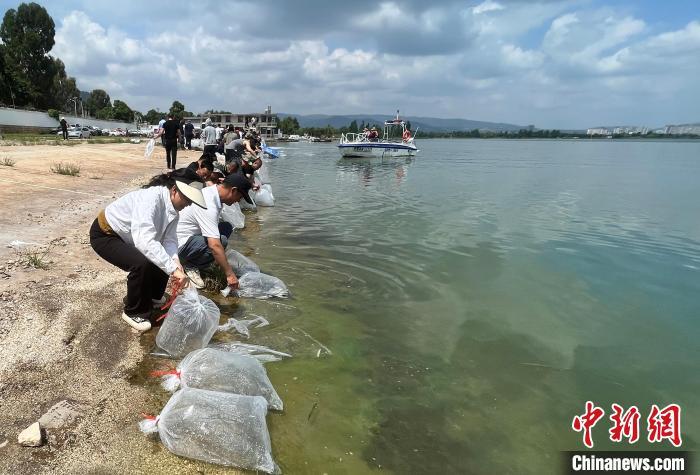 云南江川举行增殖放流活动 逾54万尾鱼游入星云湖 云南江川举行增殖放流活动 逾54万尾鱼游入星云湖