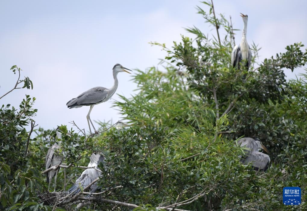 广东惠州:西湖鸟岛 百鸟欢歌 广东惠州:西湖鸟岛 百鸟欢歌