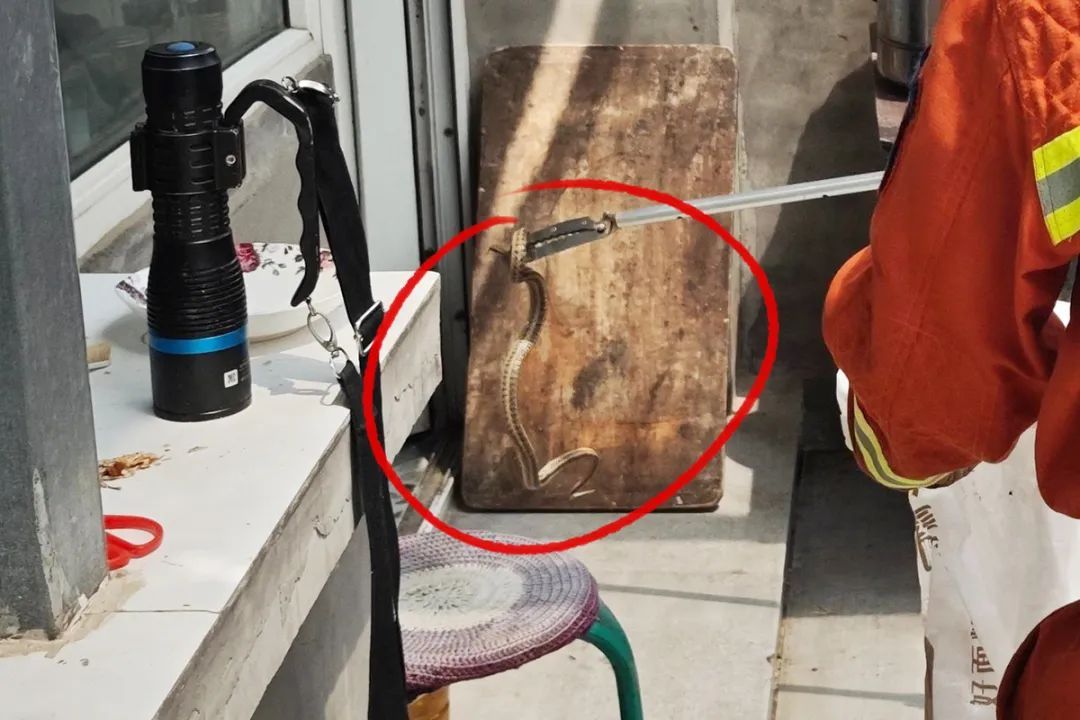 窸窸窣窣，长长的黑影一闪而过！北京有住户家中蛇出没