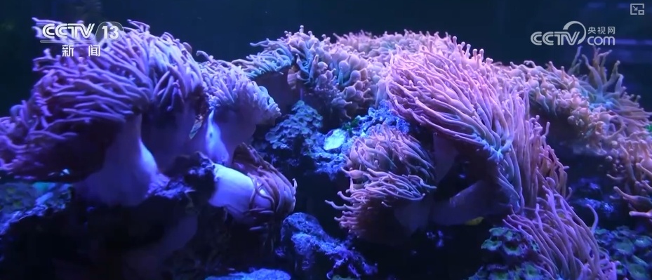 制度完善→设施升级→系统修复,结硕果!多维度绘就海洋生态保护美丽画卷 制度完善→设施升级→系统修复,结硕果!多维度绘就海洋生态保护美丽画卷