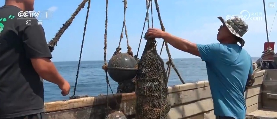 海洋生态保护向“智”向“新” 耕牧“蓝色粮仓”奏响向海图强海洋牧歌