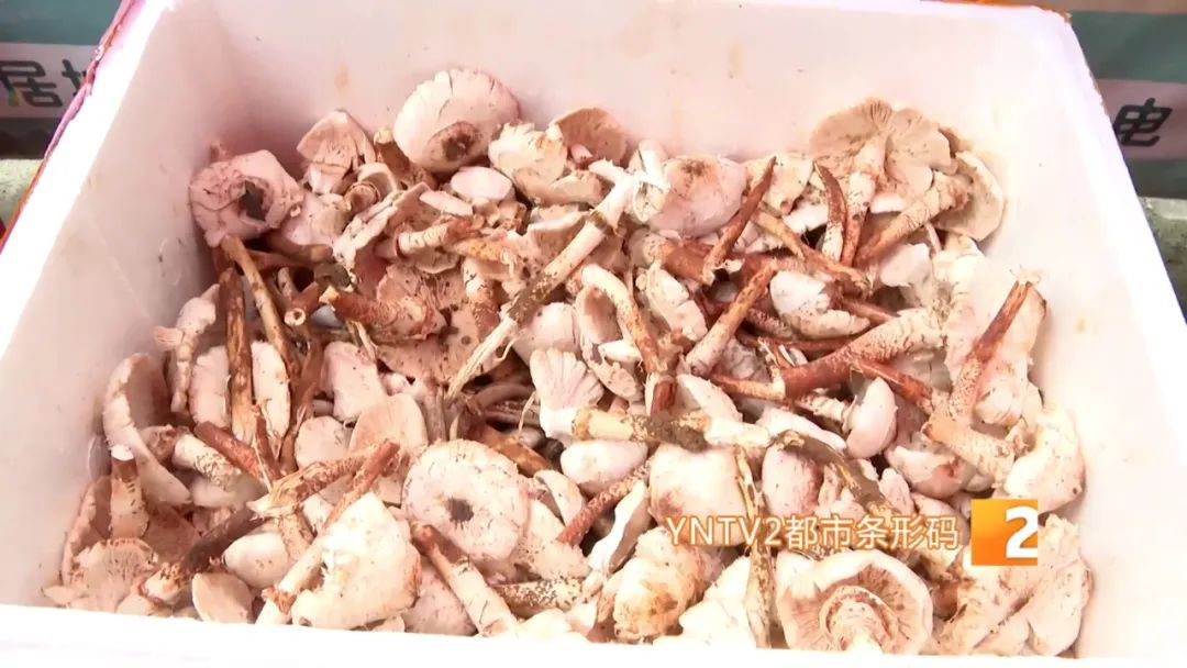 才开始，单日寄件已超2000单！云南野生菌火到全国各地……