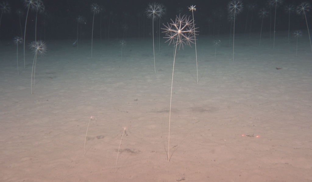 中国深渊科考,走向世界! 中国深渊科考,走向世界!