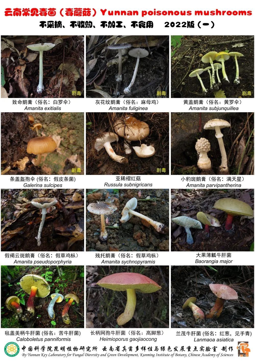 如何防范食用野生菌中毒？
