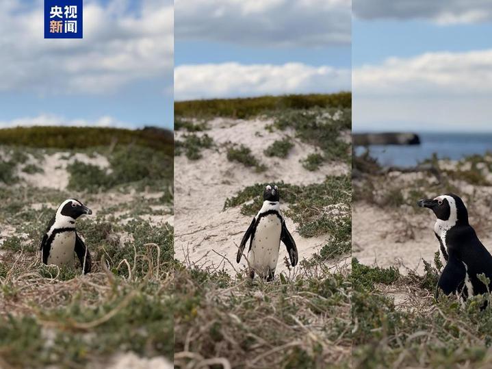 百年内数量锐减至不足1% 非洲企鹅为何迅速消失? 百年内数量锐减至不足1% 非洲企鹅为何迅速消失?