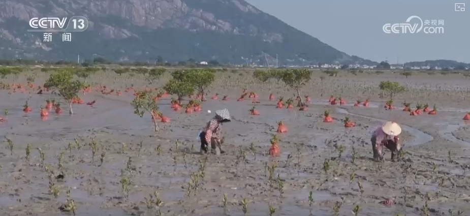 制度完善→设施升级→系统修复,结硕果!多维度绘就海洋生态保护美丽画卷 制度完善→设施升级→系统修复,结硕果!多维度绘就海洋生态保护美丽画卷