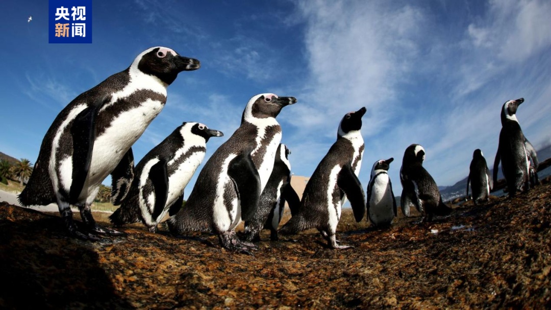 这一全球极危物种濒临野外灭绝 这一全球极危物种濒临野外灭绝