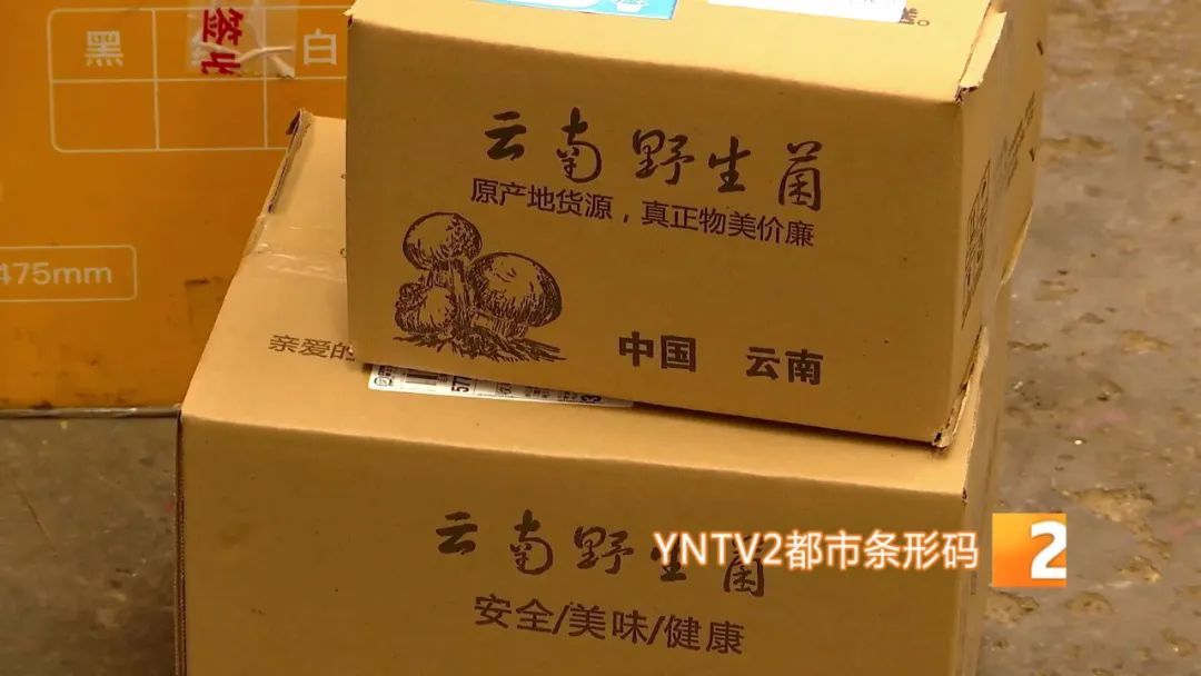 才开始，单日寄件已超2000单！云南野生菌火到全国各地……