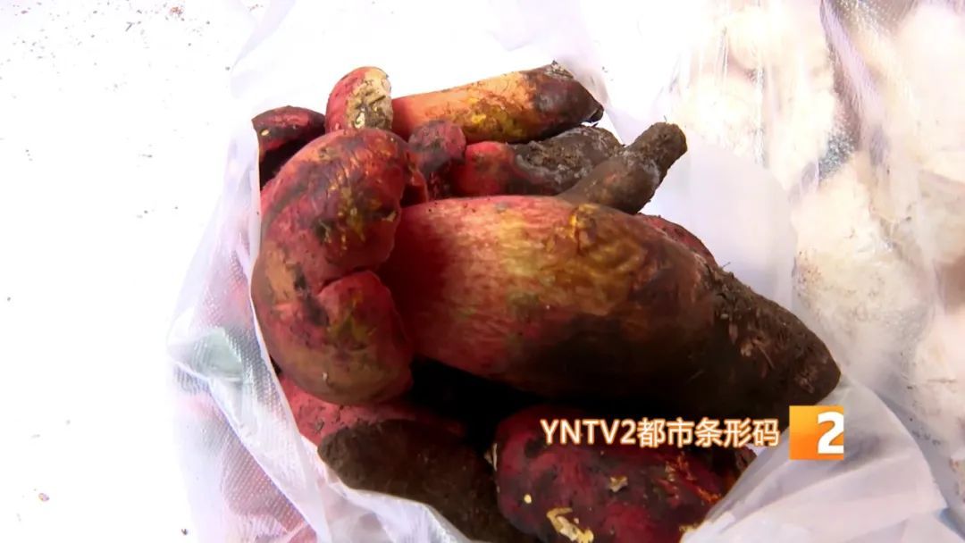 才开始，单日寄件已超2000单！云南野生菌火到全国各地……